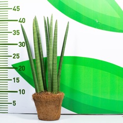 Sansevieria w/cocos