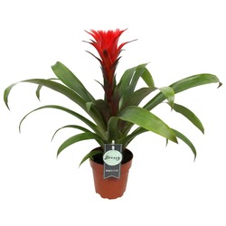 Guzmania Hopes 12Cm