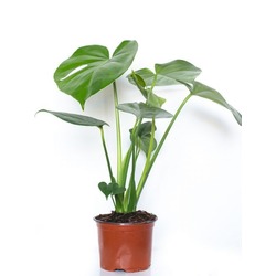Monstera Deliciosa 