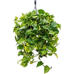 Epipremum Salon Sarmaşığı Askılı