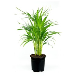 Areca Palmiyesi P14