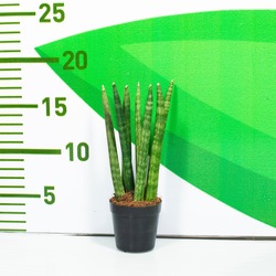 Sansevieria P5.5