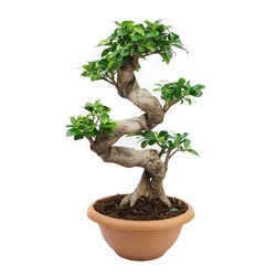 Ficus Bonzai 40-50 Cm