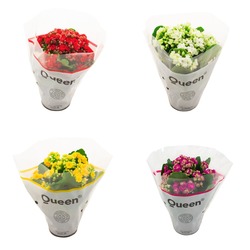 Kalanchoe 4lü Mixed