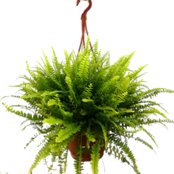 Nephrolepsis Askılı