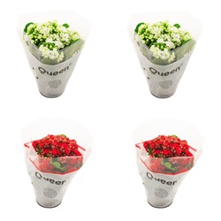 Kalanchoe 4lü Mixed