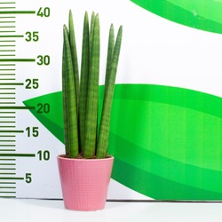 Sansevieria P8.5 Natural