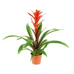 Guzmania Amaretto P13