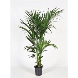 Howea Forsteriana Kentia