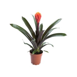 Guzmania Talal P13