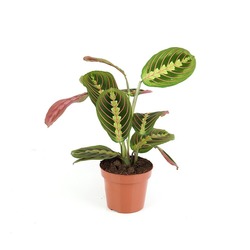 Marantha