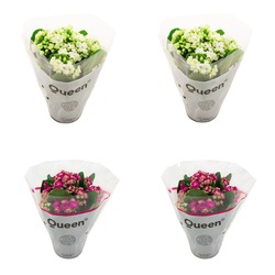 Kalanchoe 4lü Mixed