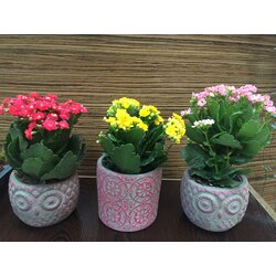 kalanchoe baykuşlu beton saksı 3’lü seri