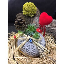 beton saksıda succulent