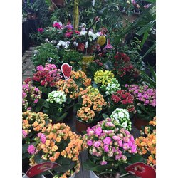 kalanchoe