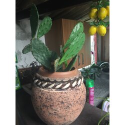terracota saksıda frenk inciri