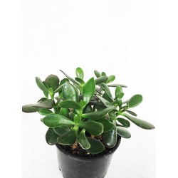 crassula ovata  Para Çiçeği