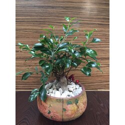 dekoratif saksıda ficus bonsai
