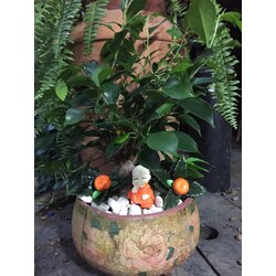 ficus bonsai turuncu