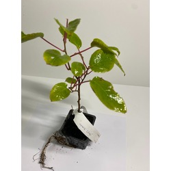 Mini Kivi