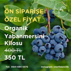 yaban mersini meyvesi