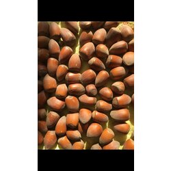 5 KG SİVRİ FINDIK