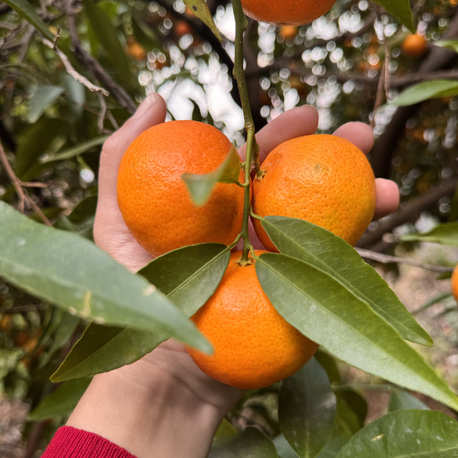 Mandalin 1 Kg 