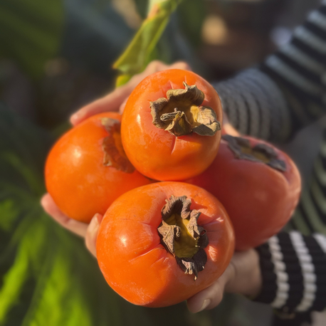 Cennet Hurması(Hachiya) 1 Kg