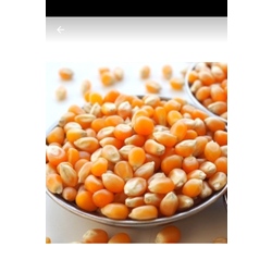 5 KG ORGANİK YERLİ K.MARAŞ/ ELBİSTAN  PATLAK MISIRI