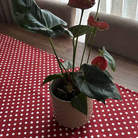 Red Polka Love Runner