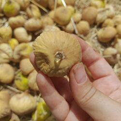 Küçük Boy 1 Kg Kuru İncir