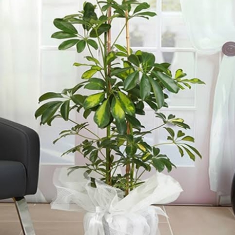ŞEFLERA SALON ÇİÇEĞİ