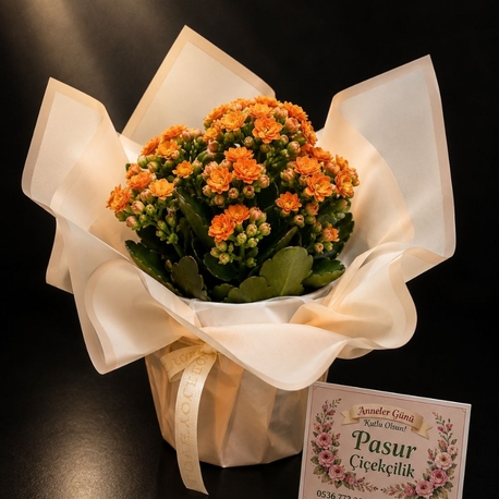KALANCHOE SAKSI ÇİÇEĞİ