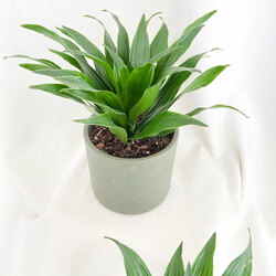 Dracaena Compacta
