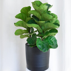 Ficus Lyrata - Large