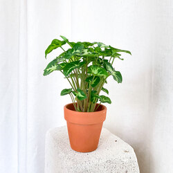 Syngonium Pixie - Terra Cotta