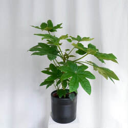 Fatsia Japonica / Japon Çınarı - Large