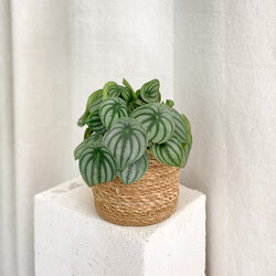 Peperomia Argyreia - Watermelon Peperomia