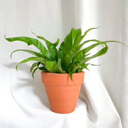 Asplenium 