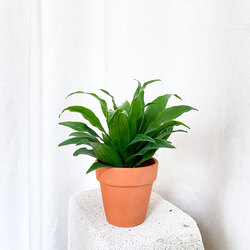Dracaena Compacta - Terra Cotta