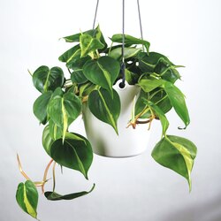 Philodendron Scandens Brasil
