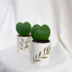 Hoya Kerrii x2 Planthom 