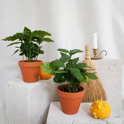 Coffea Arabica / Kahve Bitkisi
