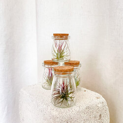 Tillandsia - Cam Fanus