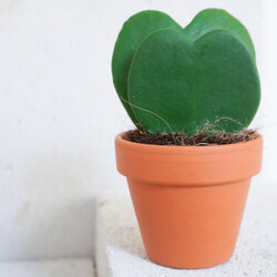 Hoya Kerrii x2