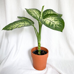 Dieffenbachia Seguine - Difenbahya