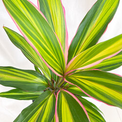 Cordyline Fruticosa Purple Compacta