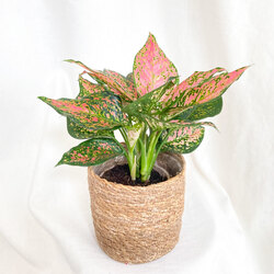 Aglaonema Pink Valentine