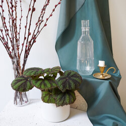 Begonia Masoniana