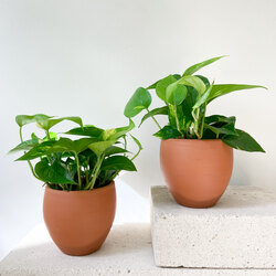 Epipremnun Aureum / Salon Sarmaşığı Patos